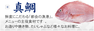 真鯛　鮮度にこだわる「都会の漁港」。メニューの主役食材です。お造りや焼き物、たいしゃぶなど様々なお料理に。