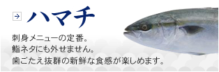 ハマチ　刺身メニューの定番。鮨ネタにも外せません。歯ごたえ抜群の新鮮な食感が楽しめます。