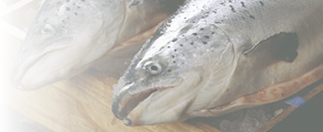 鮮魚品